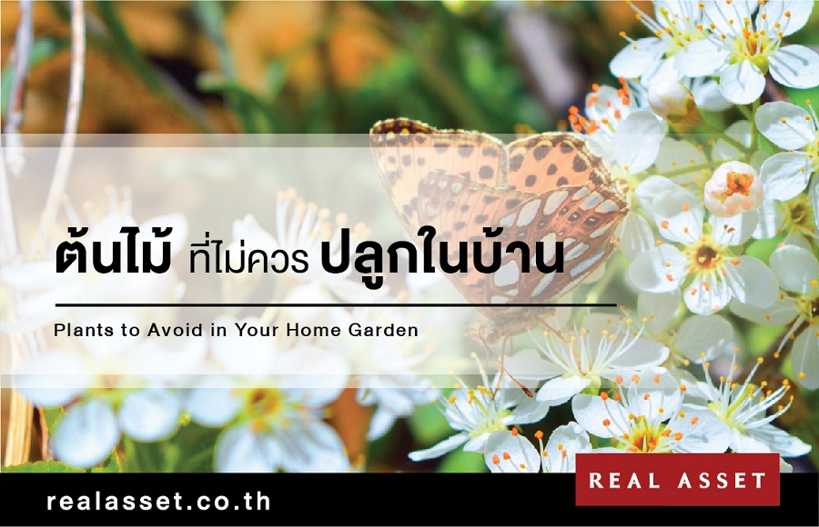 ต้นไม้ที่ไม่ควรปลูกในบ้าน