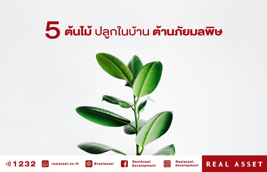 5 ต้นไม้ปลูกในบ้านต้านภัยมลพิษ